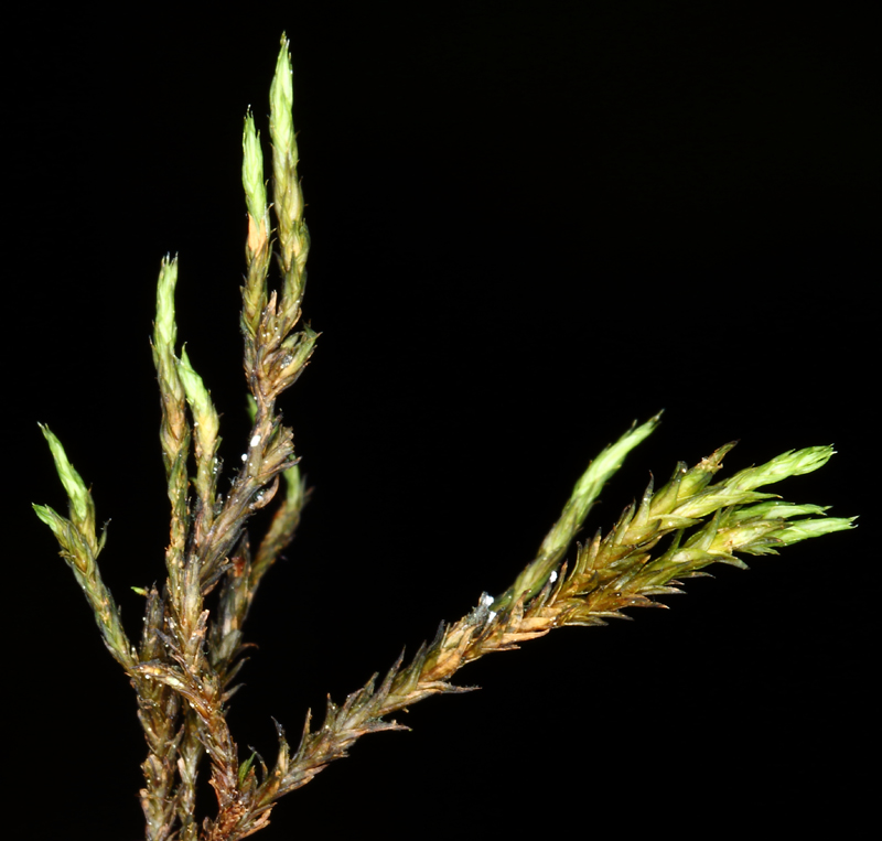 Schistidium apocarpum